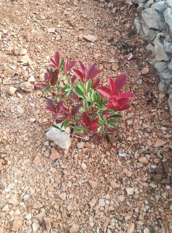 467480265_1094901502217282_6784137126336317261_n